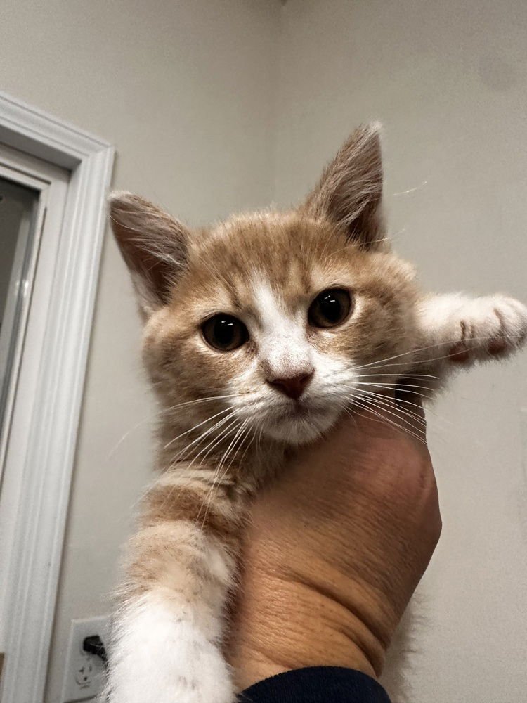 PEBBLE - Domestic Medium Hair available for adoption