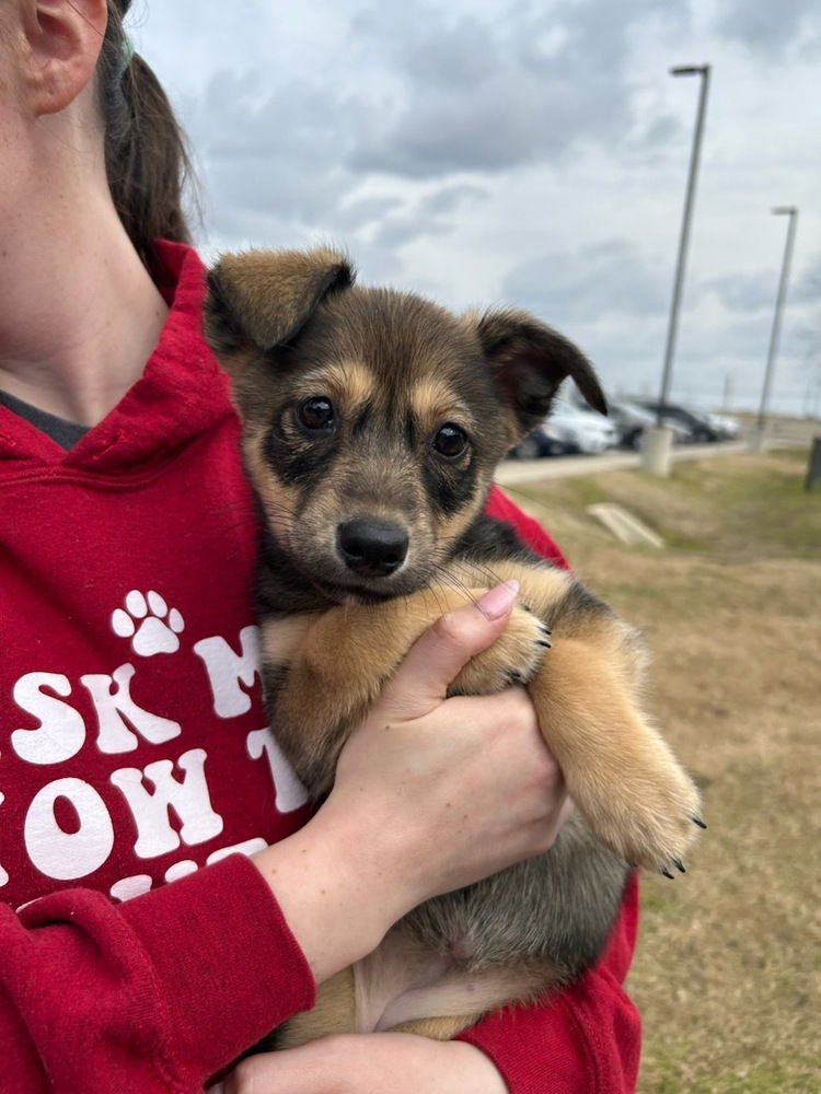 MARISSA - Husky / Collie available for adoption