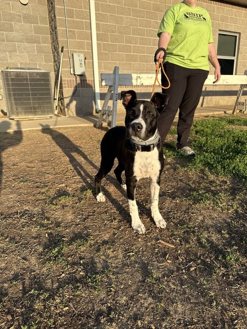 BOGEE - Pit Bull Terrier available for adoption