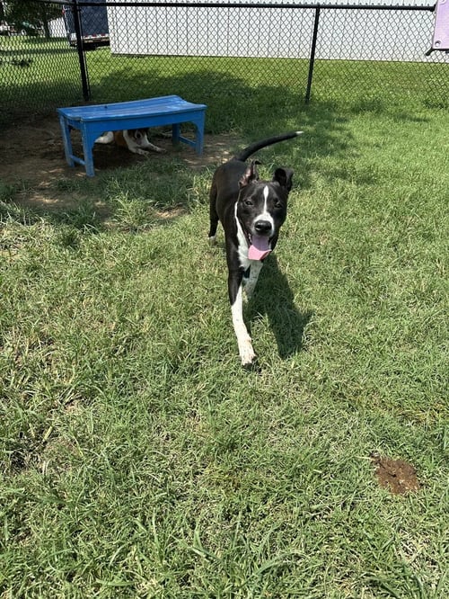 BOGEE - Pit Bull Terrier available for adoption