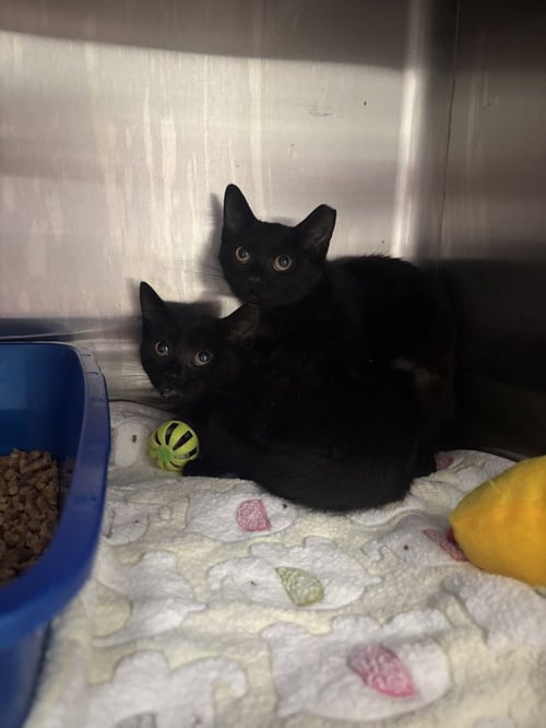 ANNIES - Domestic Short Hair available for adoption