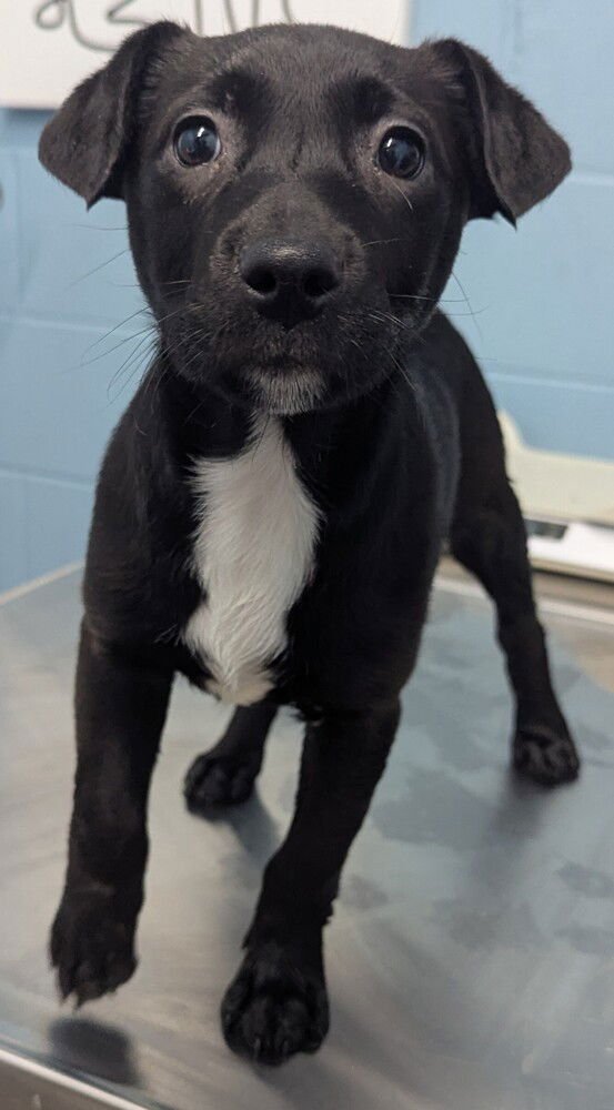 PUCKI - Retriever / Pit Bull Terrier available for adoption