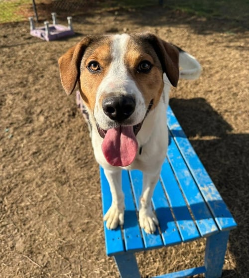 CONNOR - Hound available for adoption