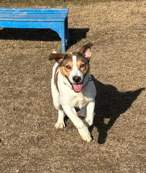 CONNOR - Hound available for adoption