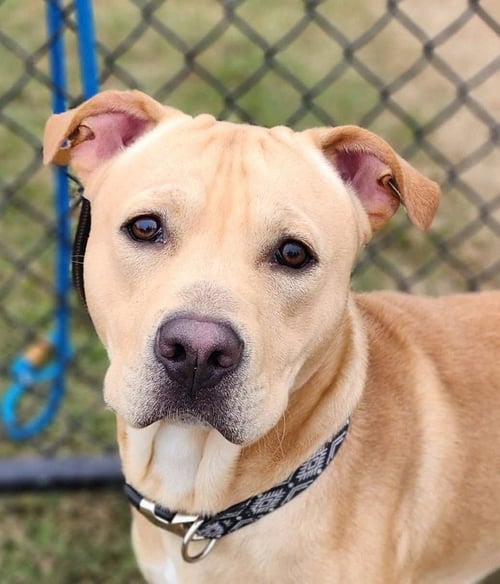 MARLEY MO - Labrador Retriever / Pit Bull Terrier for adoption in Evansville