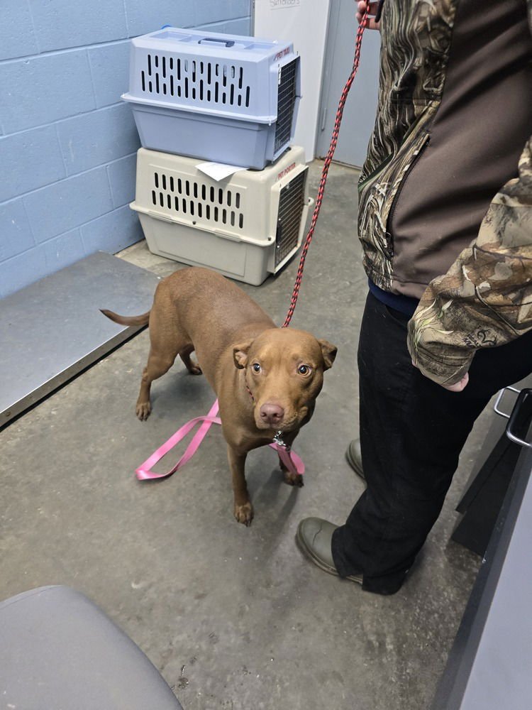 PRINCESS B - Pit Bull Terrier available for adoption