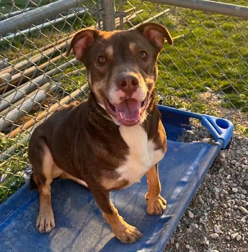 EDWARD - Pit Bull Terrier available for adoption