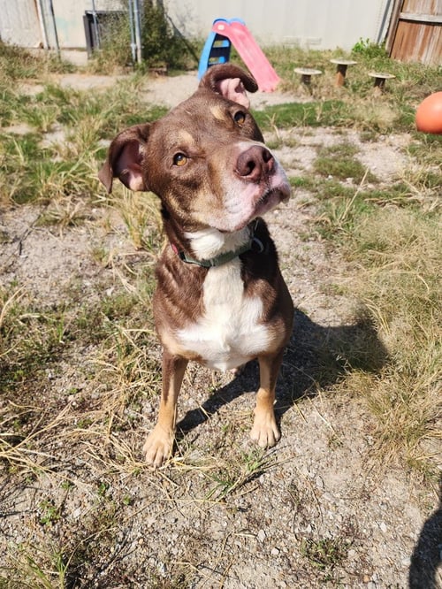 EDWARD - Pit Bull Terrier for adoption in Evansville
