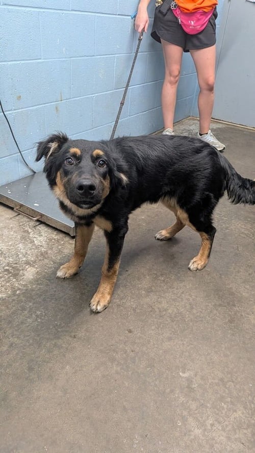 MINNIE - Australian Shepherd available for adoption