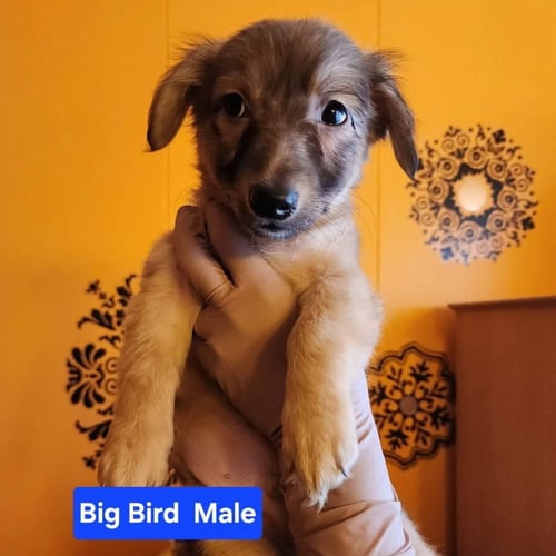 BIG BIRD - Chihuahua / German Shepherd Dog available for adoption