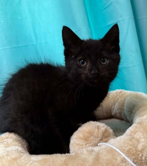 THADDIAS - Domestic Short Hair available for adoption