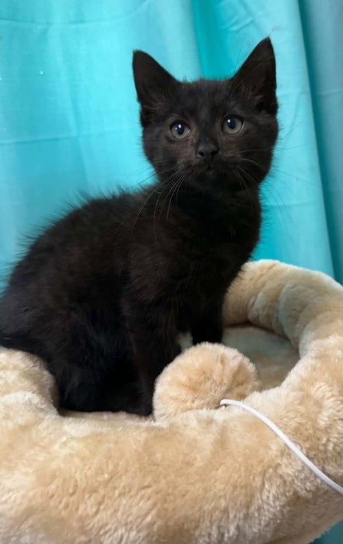 THADDIAS - Domestic Short Hair available for adoption