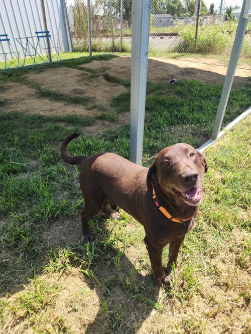 MILFORD - Labrador Retriever available for adoption