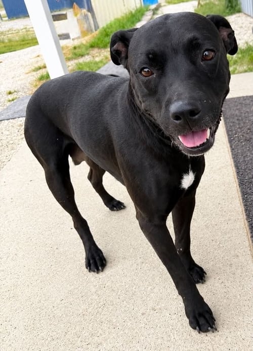 AMELIA - Pit Bull Terrier available for adoption