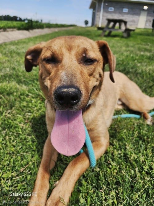 DOZER - Terrier available for adoption
