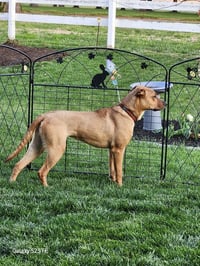 Dozer - Photo 4