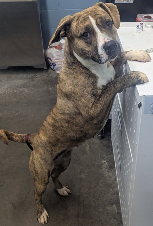 MARBLE - Labrador Retriever / Pit Bull Terrier available for adoption