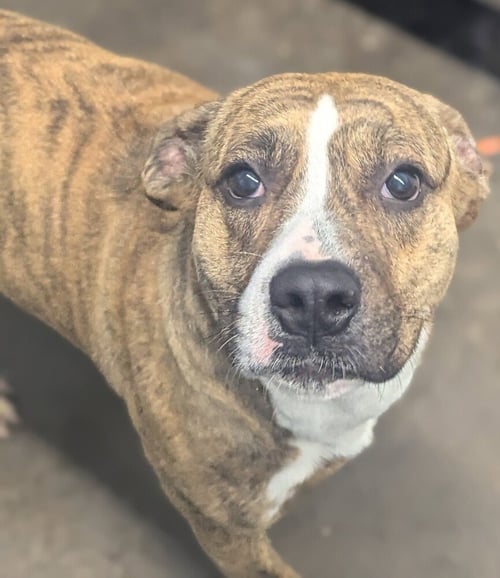 MARBLE - Labrador Retriever / Pit Bull Terrier available for adoption