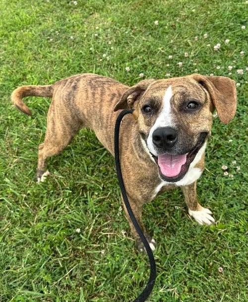 MARBLE - Labrador Retriever / Pit Bull Terrier available for adoption