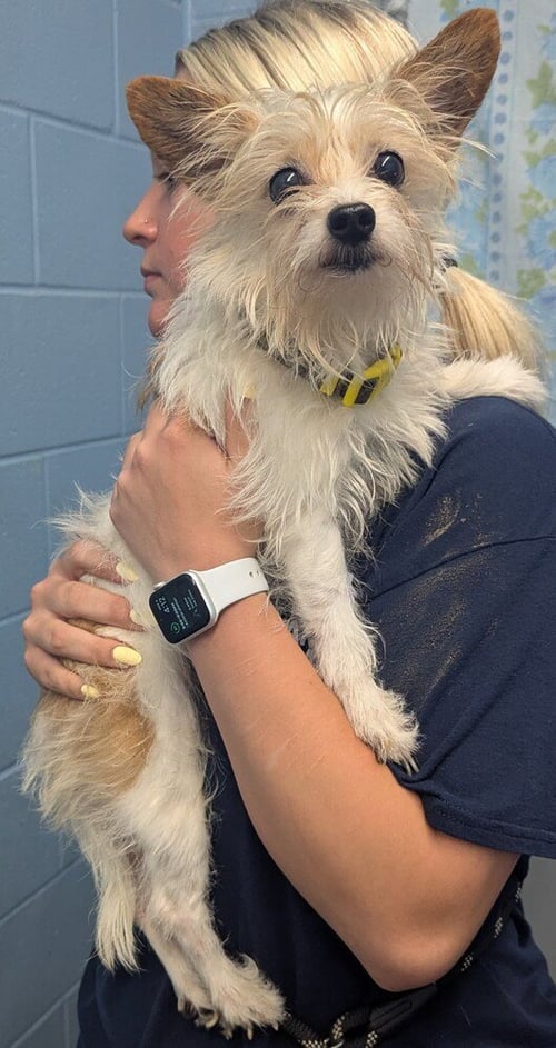 MORTY - Terrier available for adoption