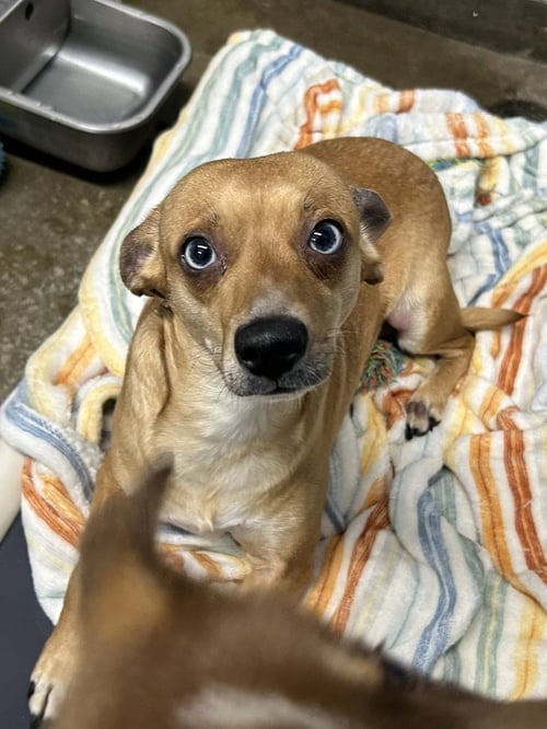PIPER - Chihuahua available for adoption