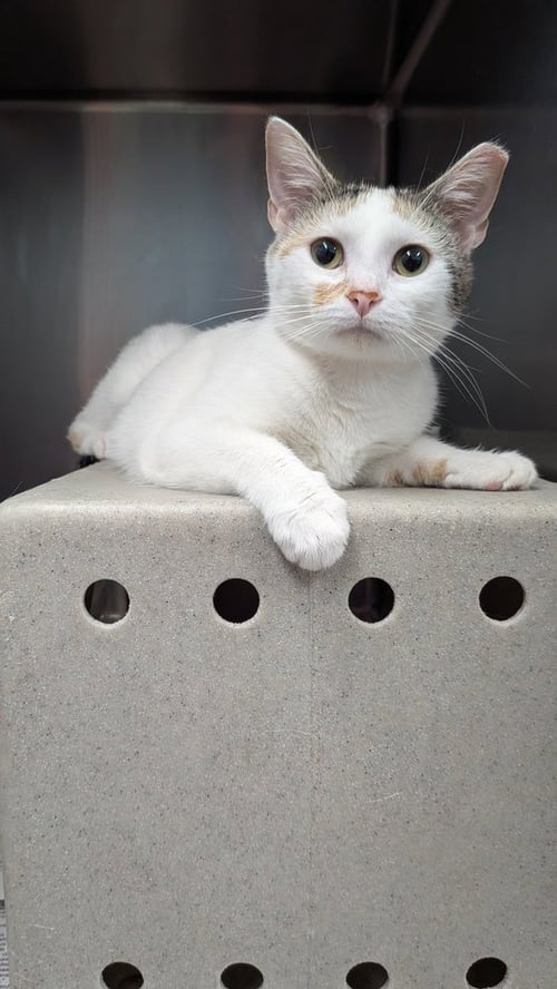 GOOBER - Domestic Short Hair available for adoption