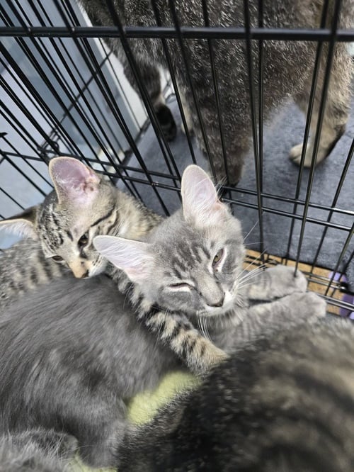 OSIRIS - Domestic Short Hair available for adoption