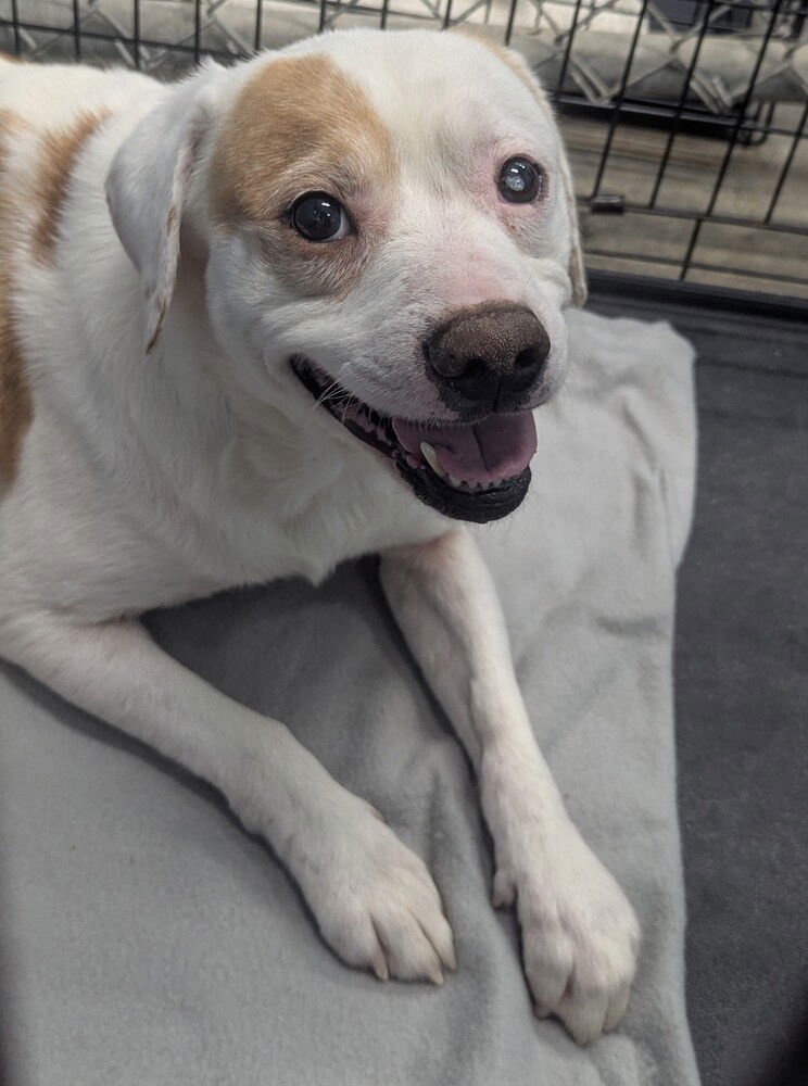 TEX - Beagle / Terrier available for adoption