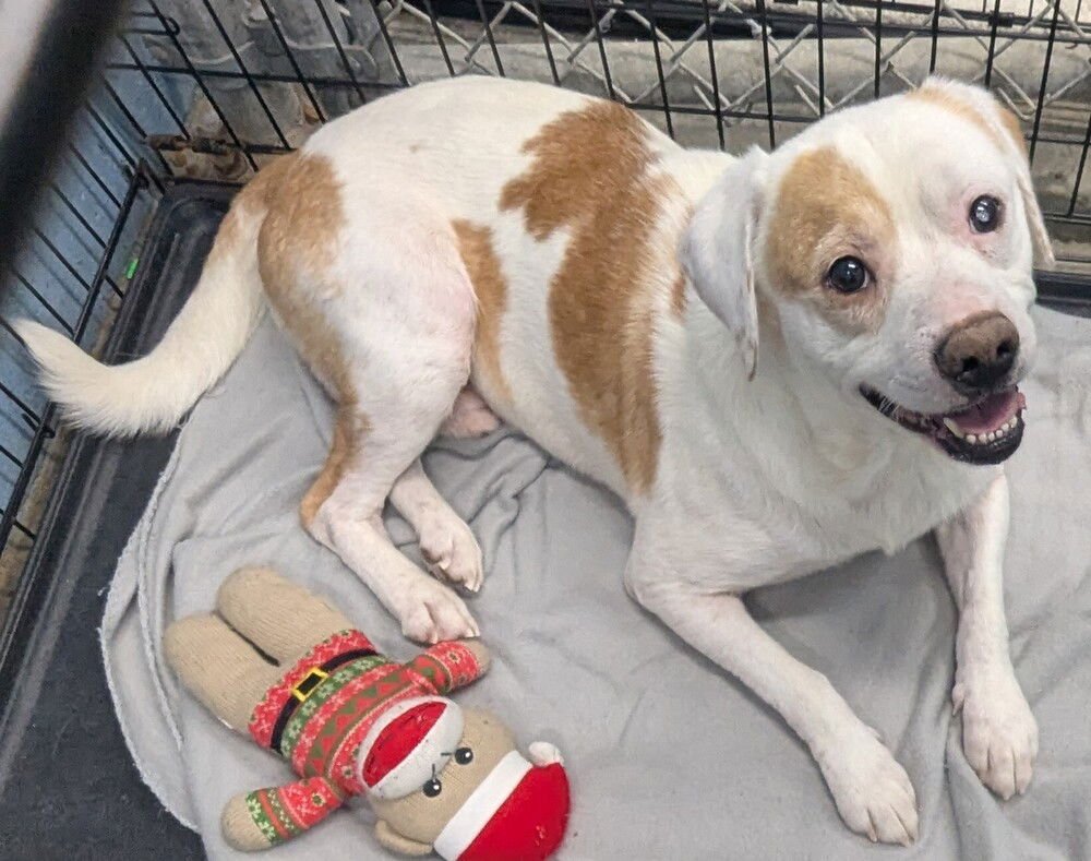 TEX - Beagle / Terrier available for adoption