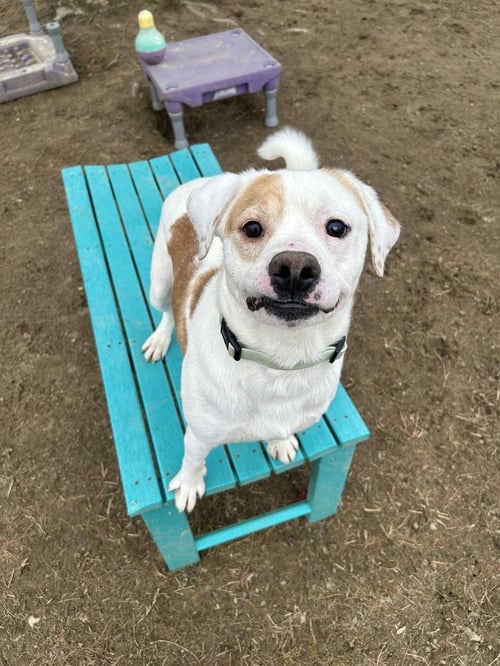 TEX - Beagle / Terrier available for adoption