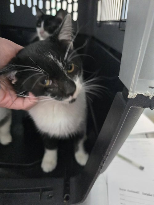 JERRY ANGELOV - Domestic Short Hair available for adoption