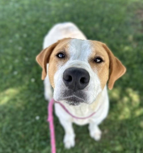 MEMPHIS - Hound available for adoption