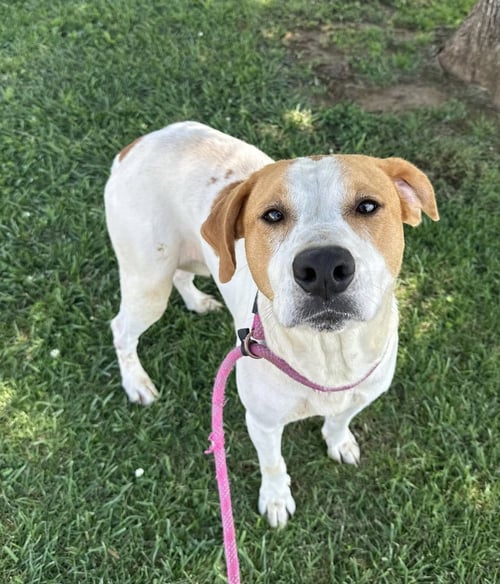 MEMPHIS - Hound available for adoption