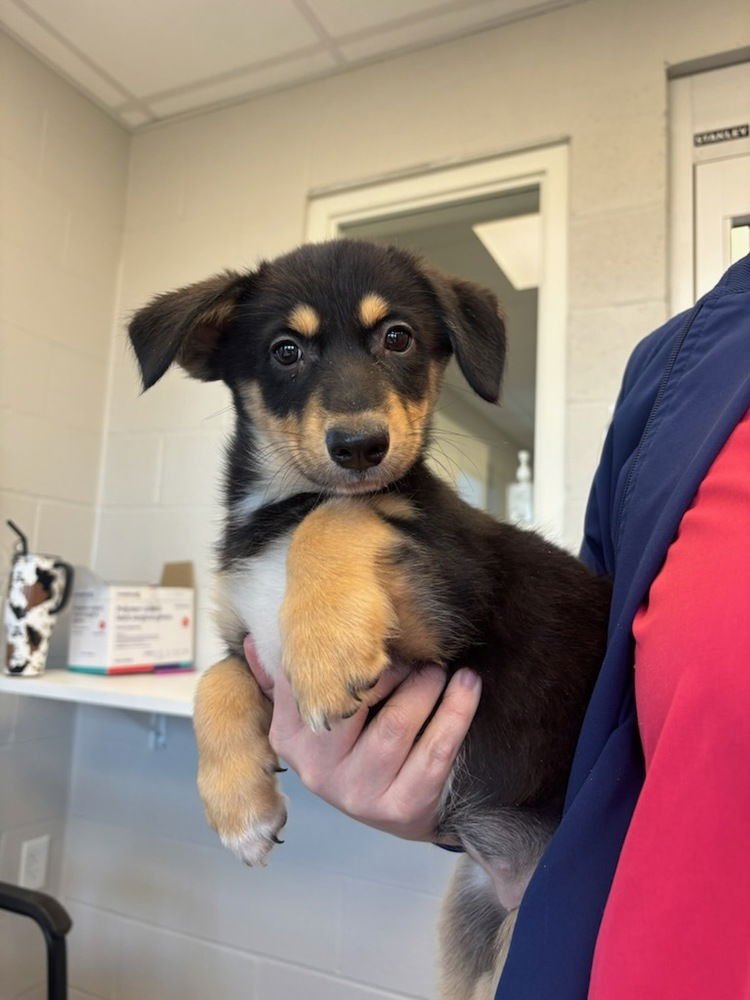 SANDY - Husky / Collie available for adoption