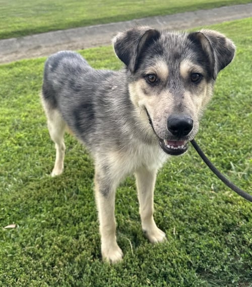 RIPLEY - Husky / Shepherd available for adoption