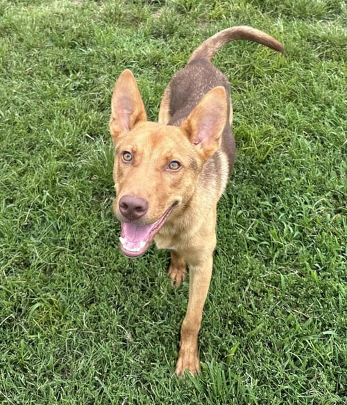AEROSMITH - Shepherd available for adoption