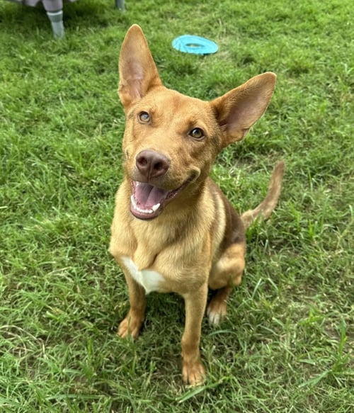 AEROSMITH - Shepherd available for adoption