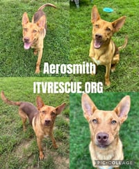 Aerosmith - Photo 2