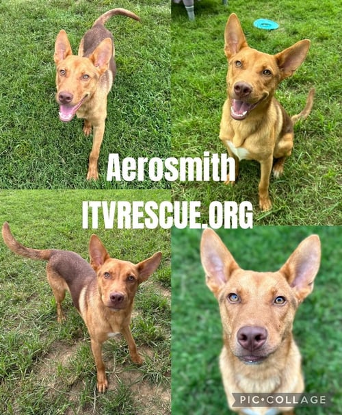 AEROSMITH - Shepherd available for adoption