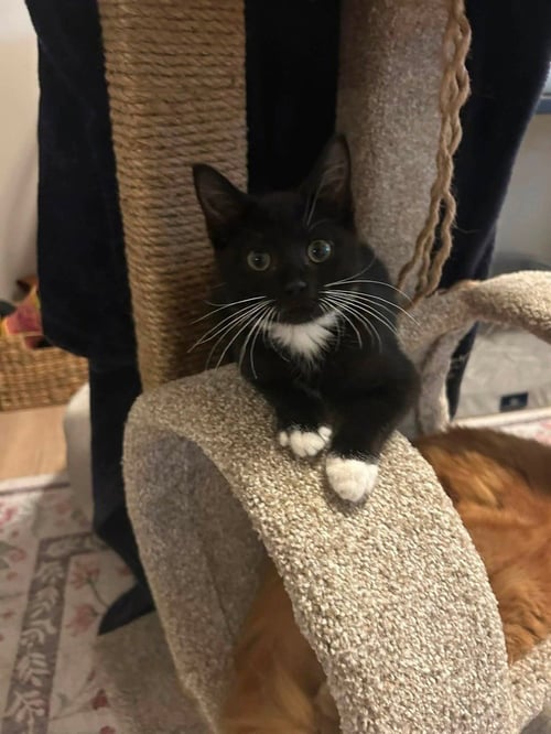GENESIS - Domestic Short Hair available for adoption