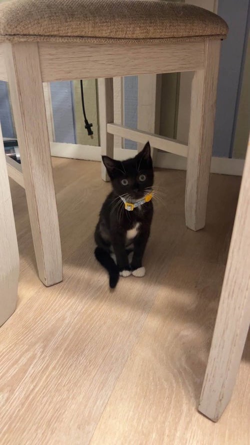 GENESIS - Domestic Short Hair available for adoption