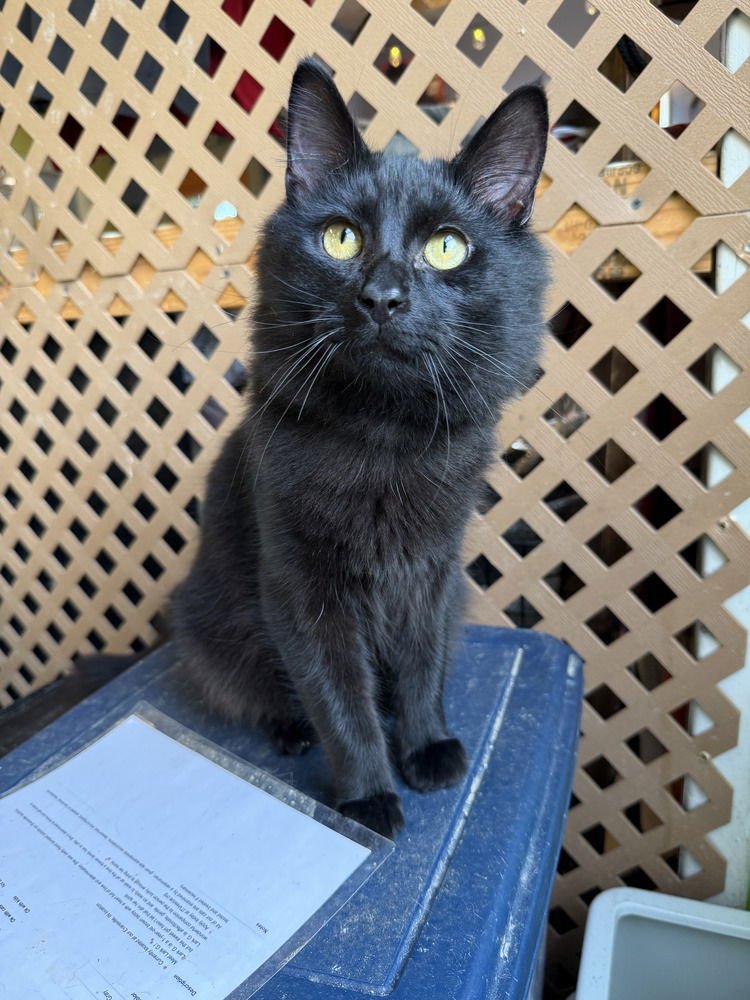 WESTSIDE - Domestic Medium Hair available for adoption