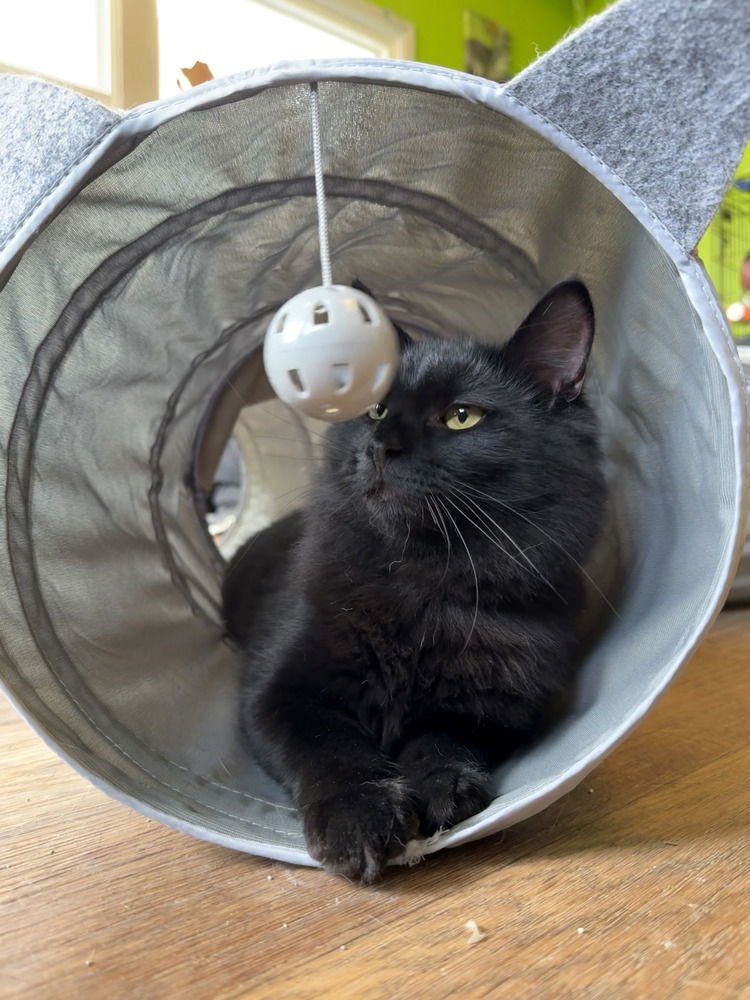 WESTSIDE - Domestic Medium Hair available for adoption