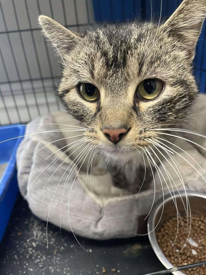 STURM - Domestic Short Hair available for adoption