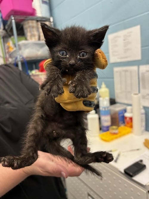 FENNEL - Domestic Short Hair available for adoption