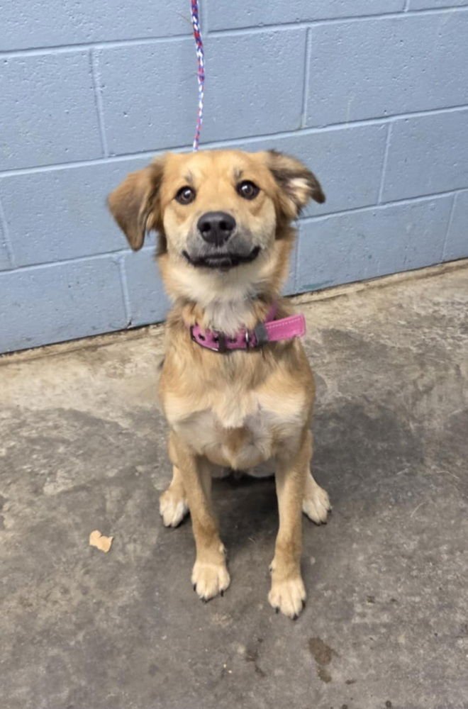 NYLA - Shepherd available for adoption