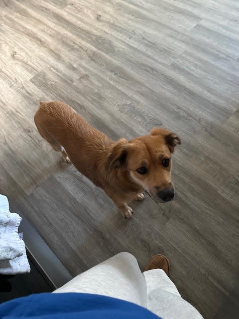 NYLA - Shepherd available for adoption