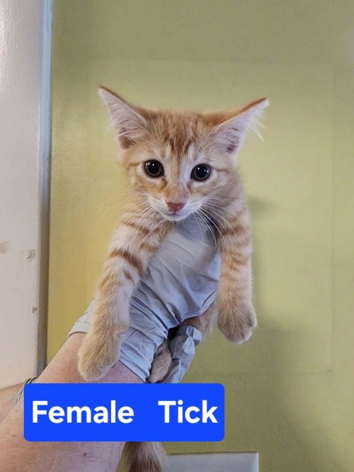 TICK - Domestic Short Hair available for adoption