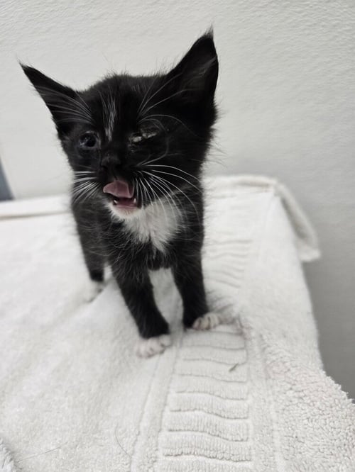 LAYTON - Domestic Short Hair available for adoption