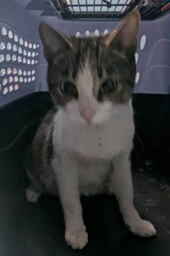 SUNSHINE - Domestic Short Hair available for adoption